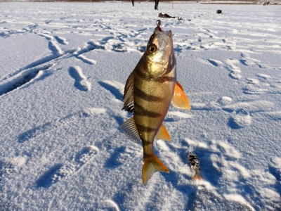 Рыбалка на окуня в феврале