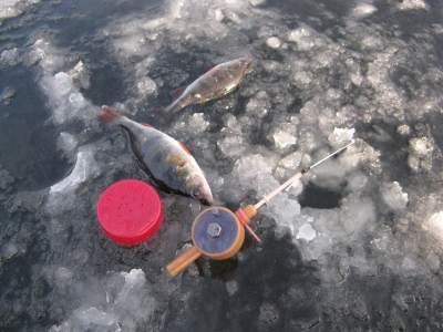 Как ловить окуня по первому льду