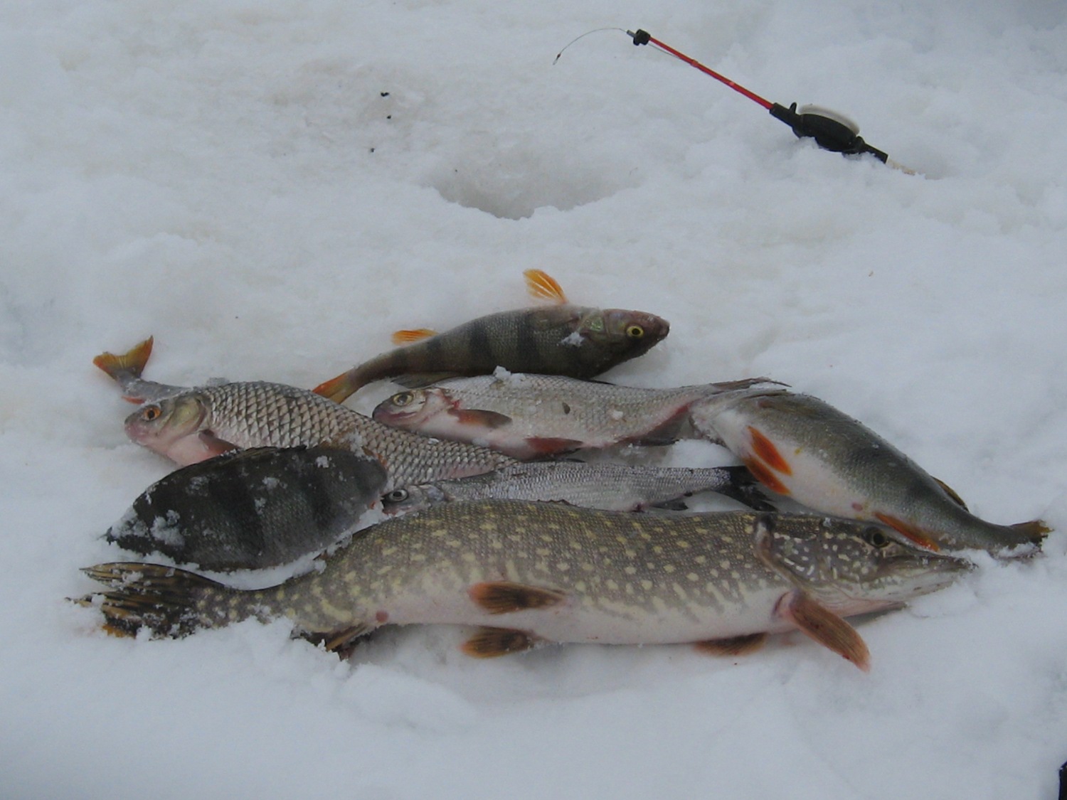 Где зимой ловят рыбу. Рыбалка зимой. Рыбы зимой. Зимняя рыбалка рыба. Зимняя рыбалка на реке.