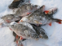 Рыбалка на окуня в январе