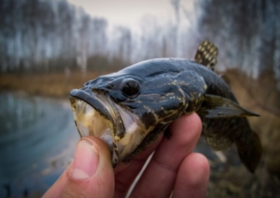 Рыбалка на ротана весной по открытой воде