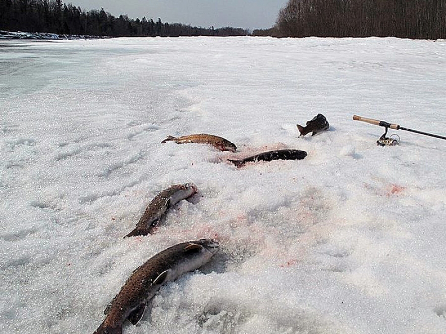 Рыбалка в крае видео. Зимняя рыбалка на ленка. Ленок зимой. Ловля ленка зимой. Рыба Ленок зимой.