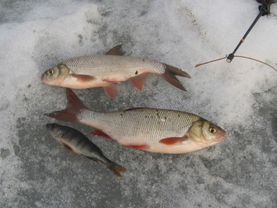 Рыбалка на язя по последнему льду