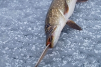 Рыбалка на щуку в январе