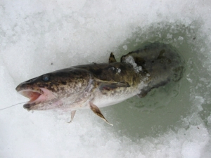 Рыбалка в феврале на налима