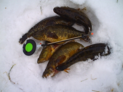 Особенности рыбалки на ротана по последнему льду