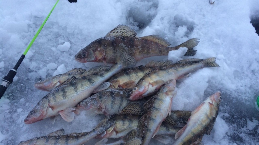 Рыбалка на ротана по первому льду: секреты успешного лова и полезные советы