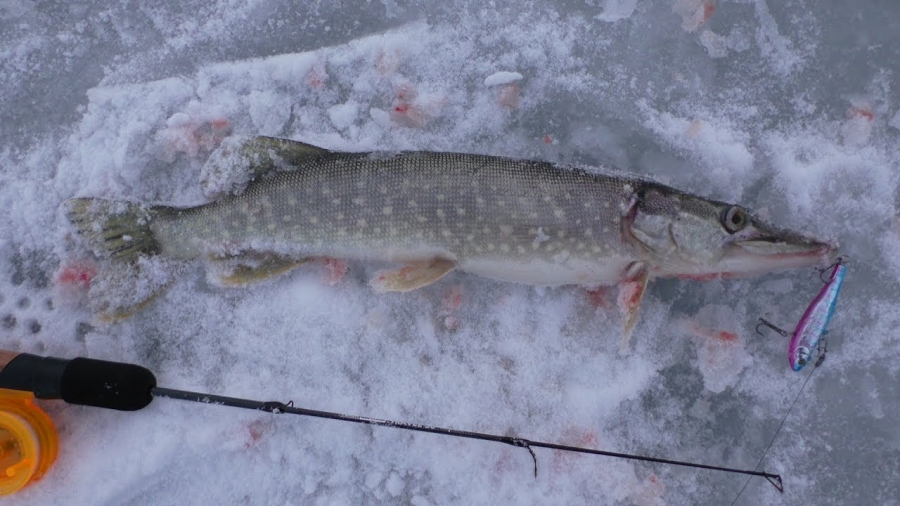 рыбалка на щуку весной по льду