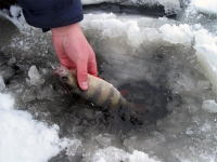 Рыбалка на окуня по первому льду