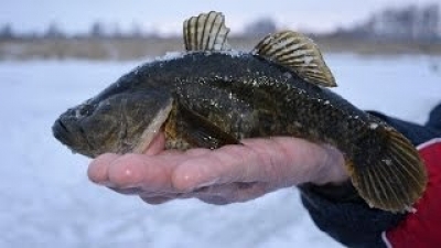 Рыбалка на ротана в феврале