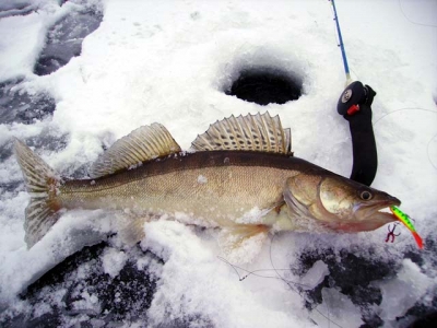 Особенности рыбалки на судака по первому льду