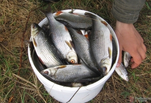 Рыбалка на плотву весной на малых реках, с помощью донки