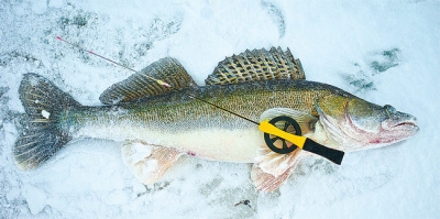 Рыбалка на судака по последнему льду
