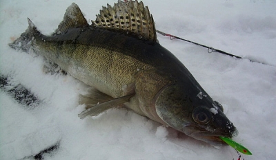Зимняя рыбалка с бокоплавом