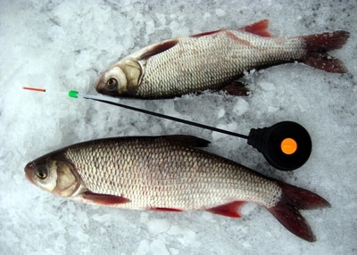 Рыбалка в феврале на язя