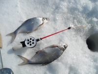 Зимняя рыбалка на подлещика