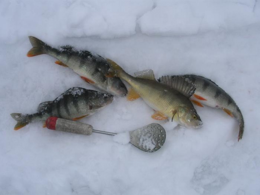 Клев на оби прогноз. Зимняя рыбалка в Новосибирске на Оби. Рыбалка на Оби зимой. Зимняя рыбалка в Ленинградской области. Ловля окуня зимой на Оби.