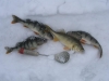 Зимняя рыбалка в Новосибирске. Часть вторая. Места кроме Оби.