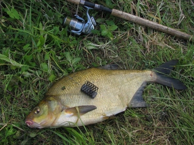 Рыбалка на леща весной по открытой воде