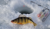 О ловле рыбы в конце зимы