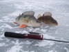 Новые видео о рыбалке в декабре