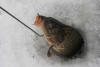 Рыбалка на карпа в марте со льда