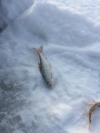 Зимняя рыбалка на незнакомом водоеме. Можно ли остаться с уловом?