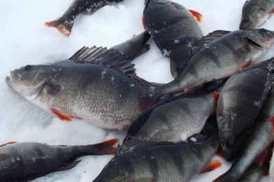 Основы поиска рыбы на водохранилище зимой
