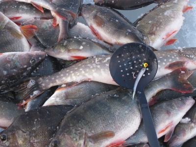Зимняя рыбалка на силиконовые приманки