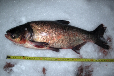 Зимняя рыбалка на толстолобика